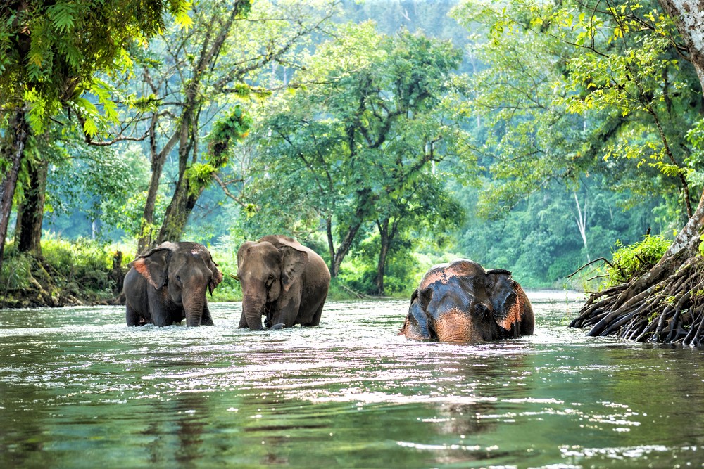 Elefanten in Thailand und vieles mehr erleben